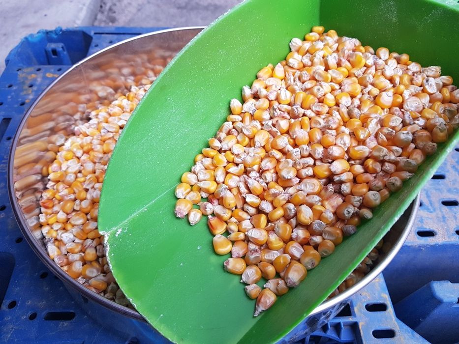 Kukurydza sucha drobna