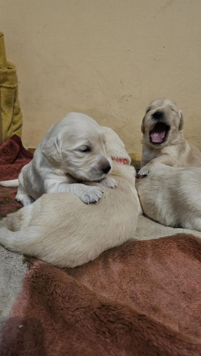 Golden Retriever szczeniak