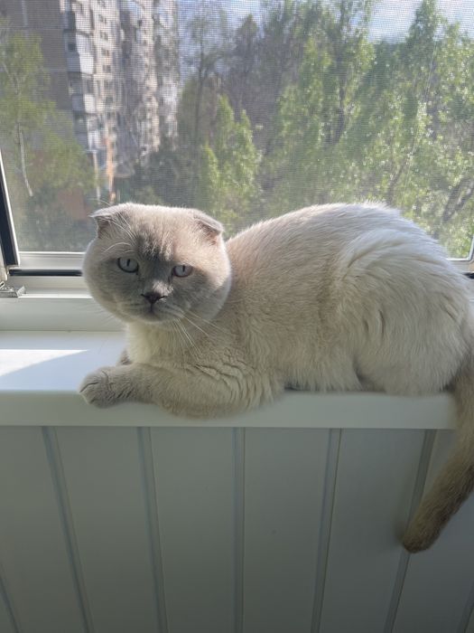 Гарний кіт на вязку .