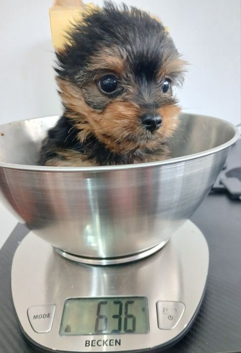 Yorkshire terrier fêmea mini