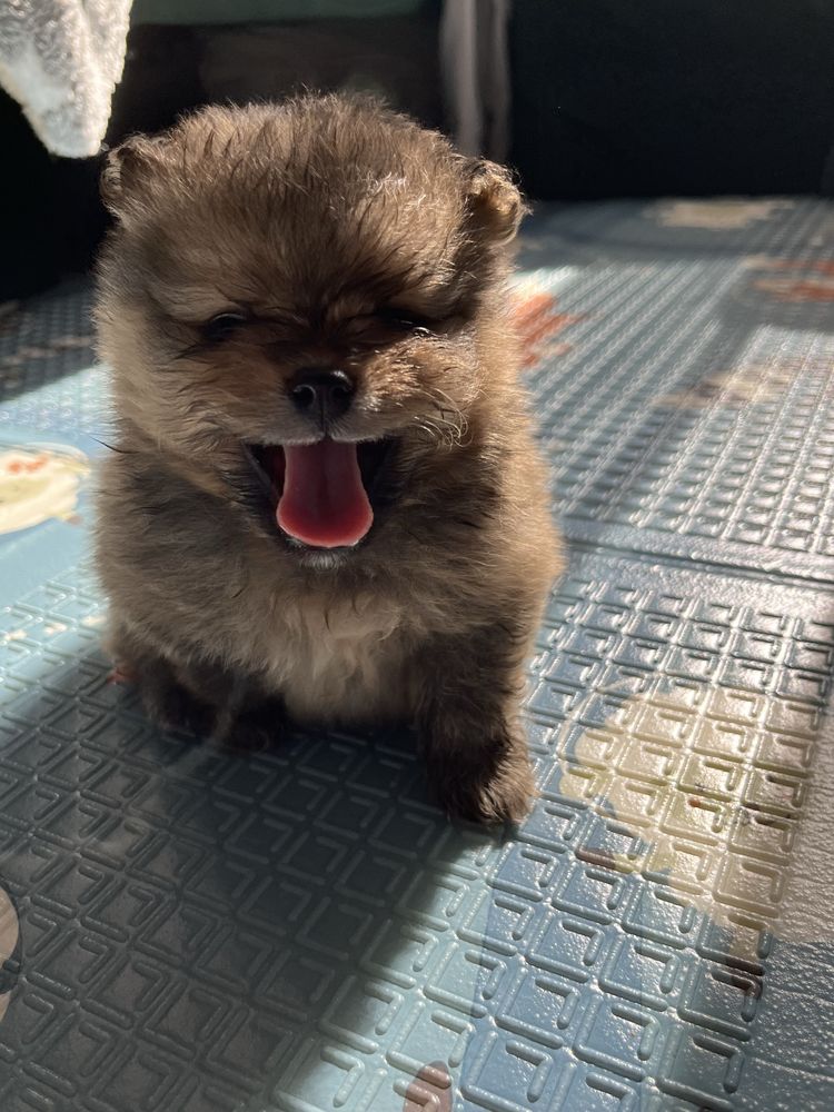 Szpic miniaturowy / pomeranian FCI