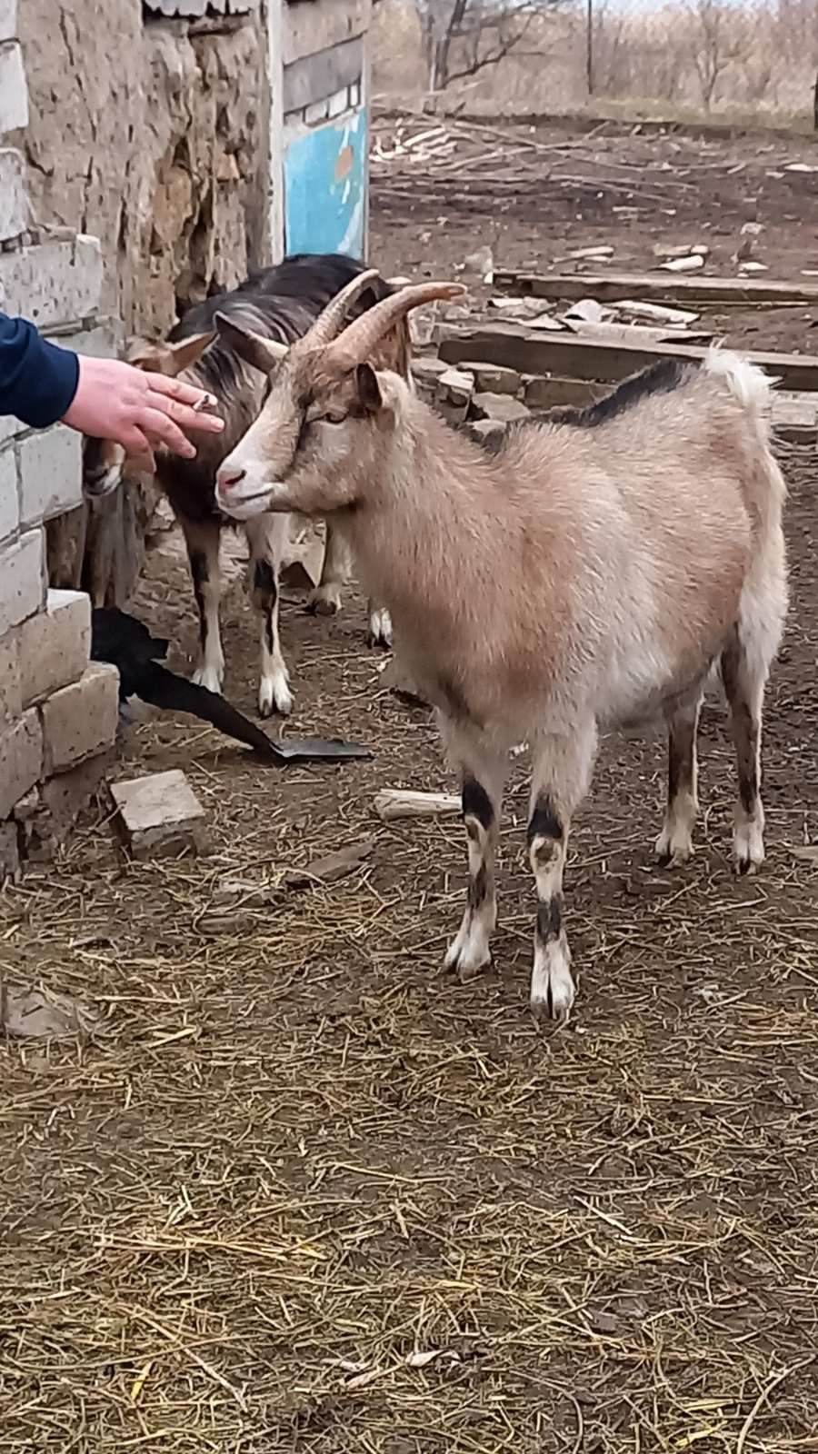 Годовалые Альпийские козочки