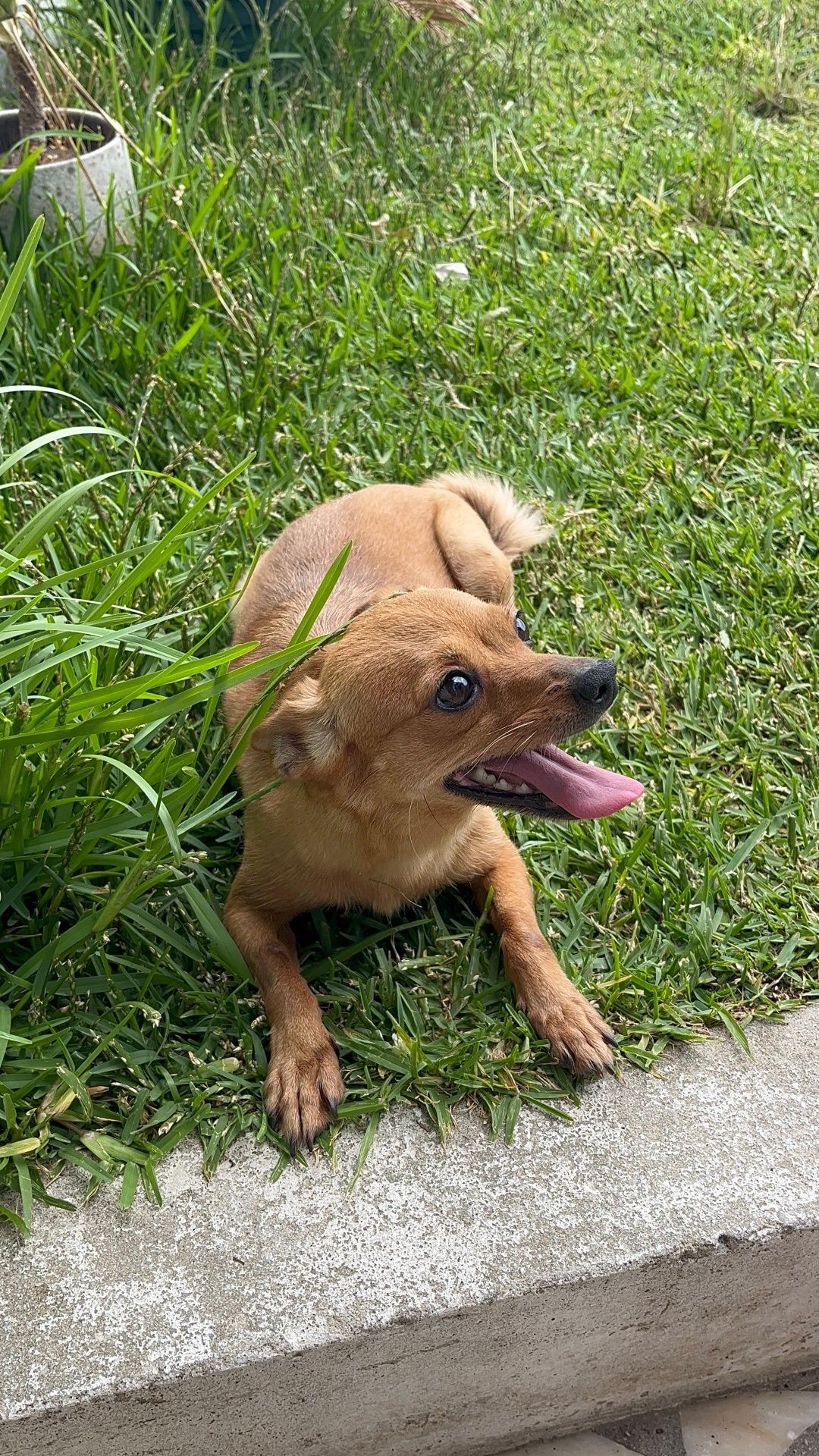 Animas Para adopção