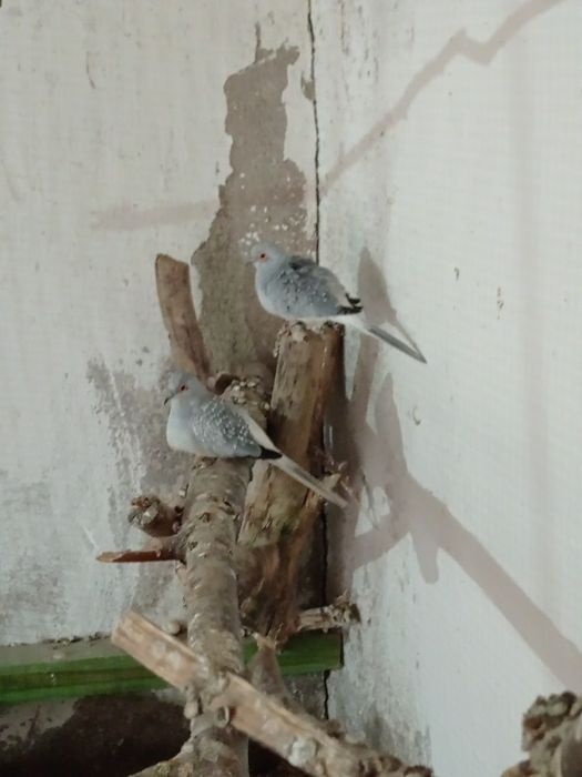 Gołąbki diamentowe 4  sztuki