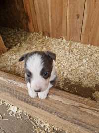 Suczka Border Collie