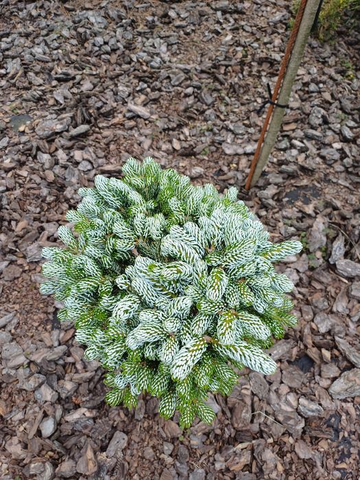 Ялиця айсбрекер продам