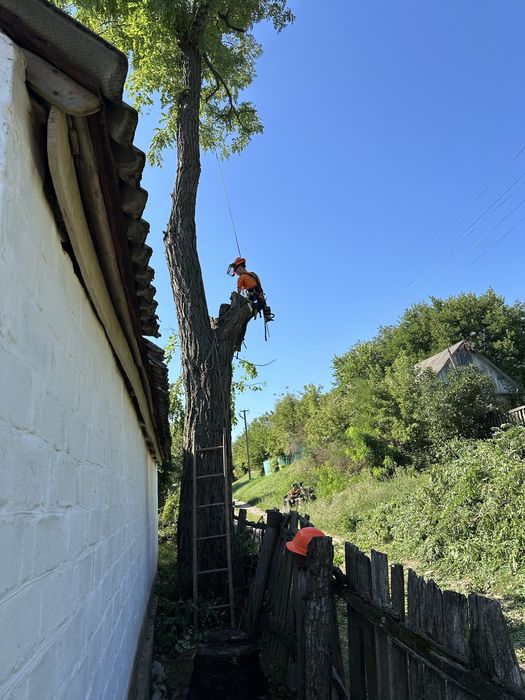 Зрізати дерево, зпиляти дерево