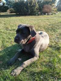 Cane Corso piesek niebieski