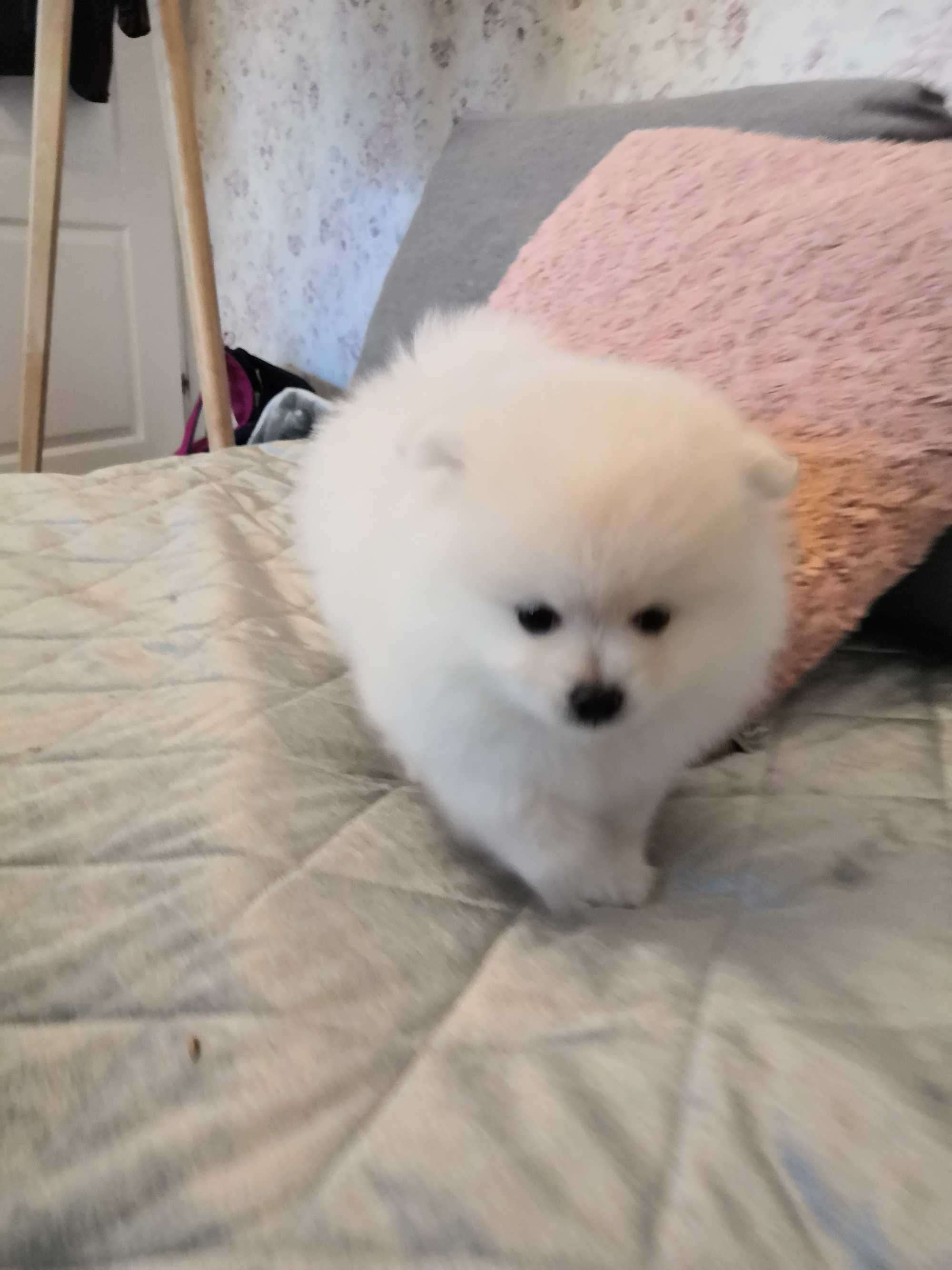 Szpic miniaturowy pomeranian FCI zapowiedź miotu
