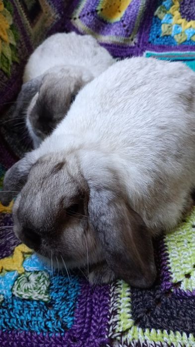 Króliczki Mini Lop, baranki miniaturowe