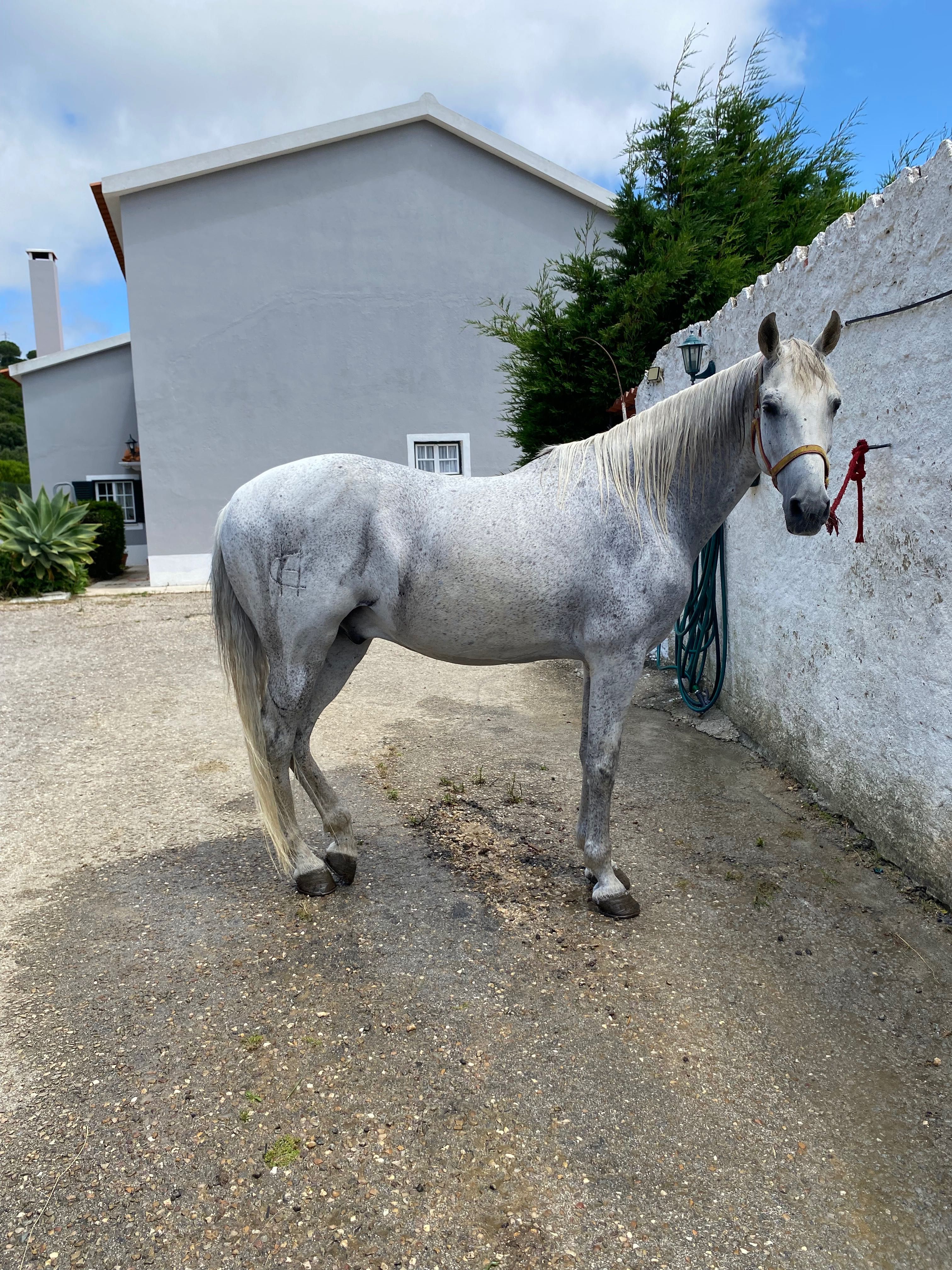 Vendo cavalo russo