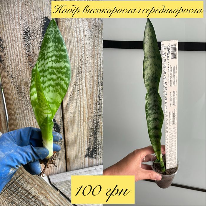 Сансевєра, санса, сансевʼєрія