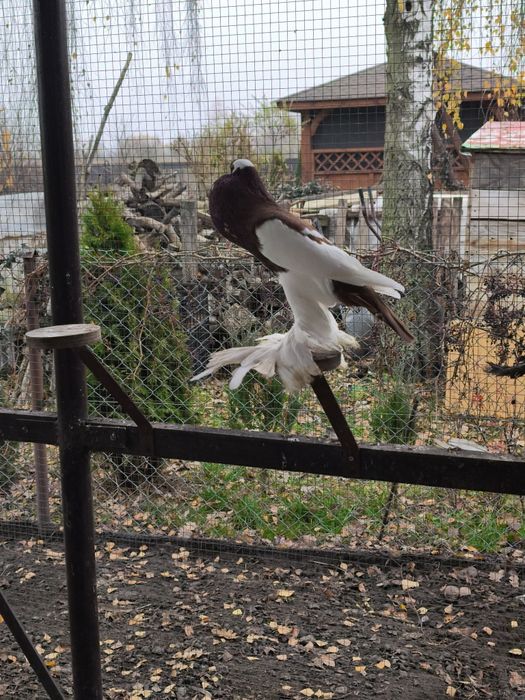 Garłacz czeski siodłaty