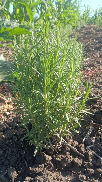 Розмарин, духмяна спеція