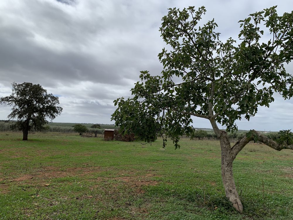 Monte alentejano em Pias com 1,235ha