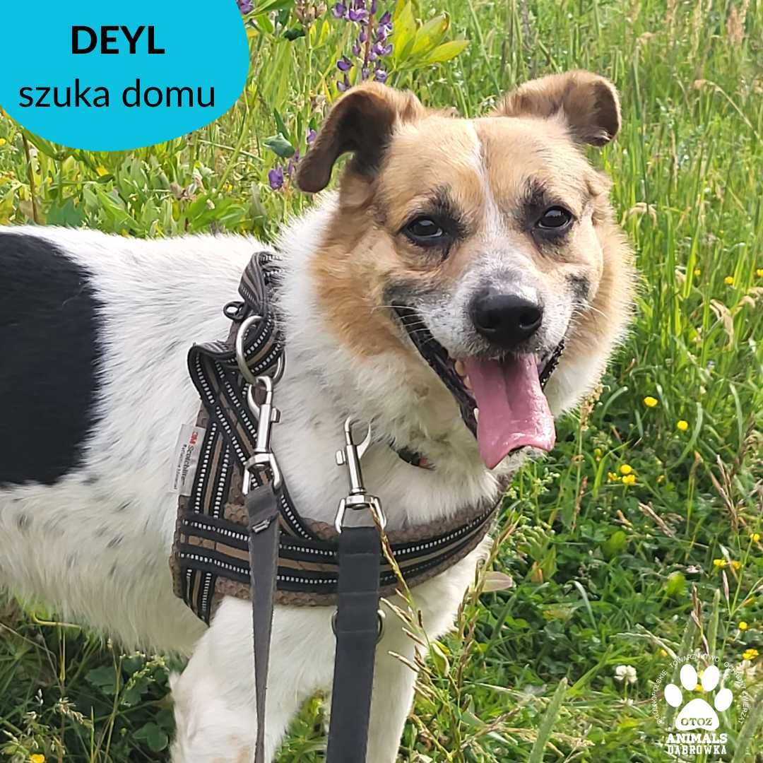 Deyl szuka domu!