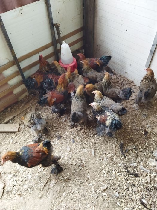 Brahamas perdiz dourado