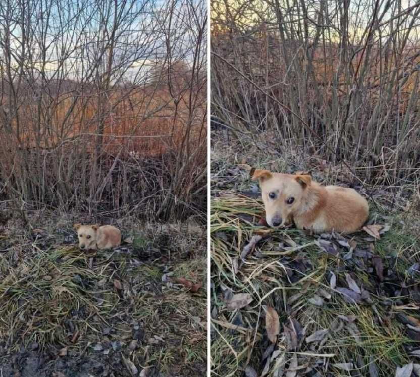 Jogi mały piesek do adopcji