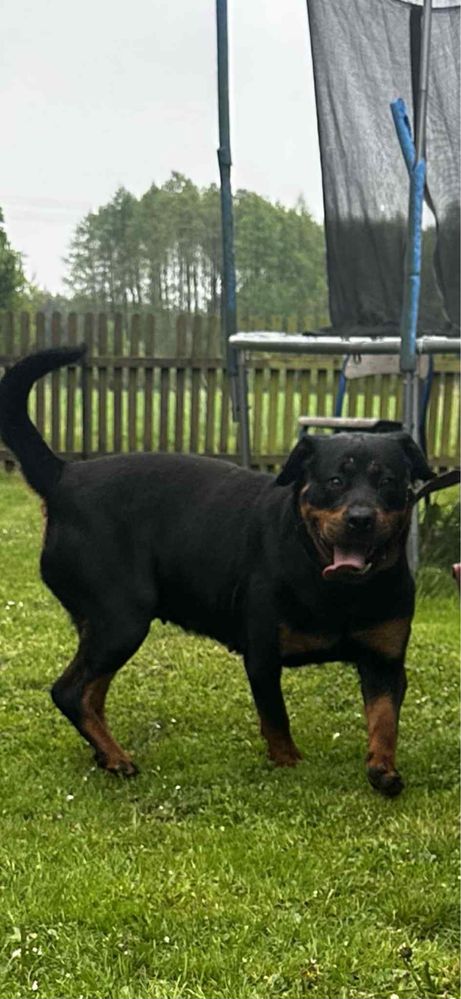Szczeniak rottweiler gotowy do odbioru