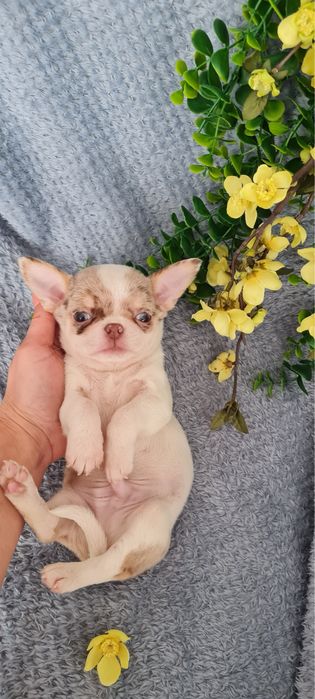 Excecional menino mini mini merle Chihuahua/Chiuaua. LinhagemRussa