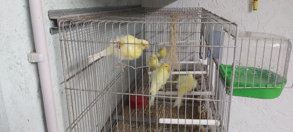 Frisados do norte / fife fancy ( reprodutores)