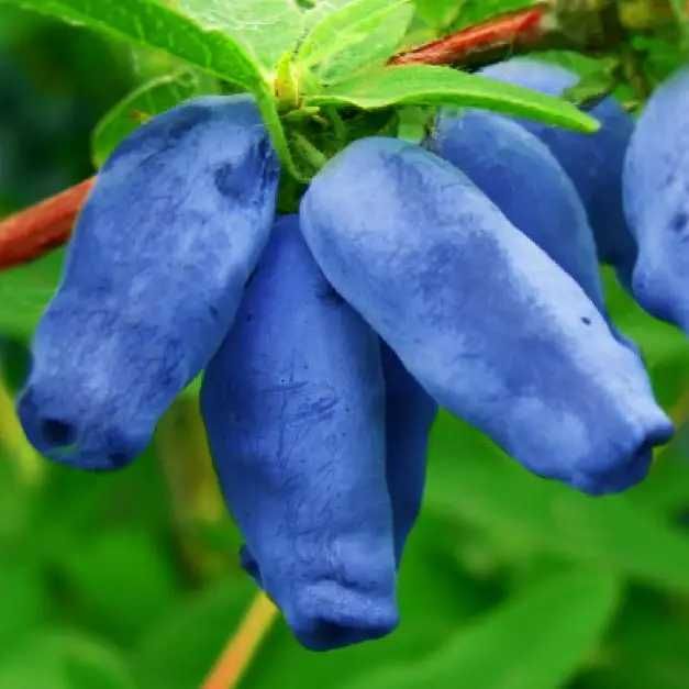 Голубика и Жимолость сьедобная крупноплодные сорта