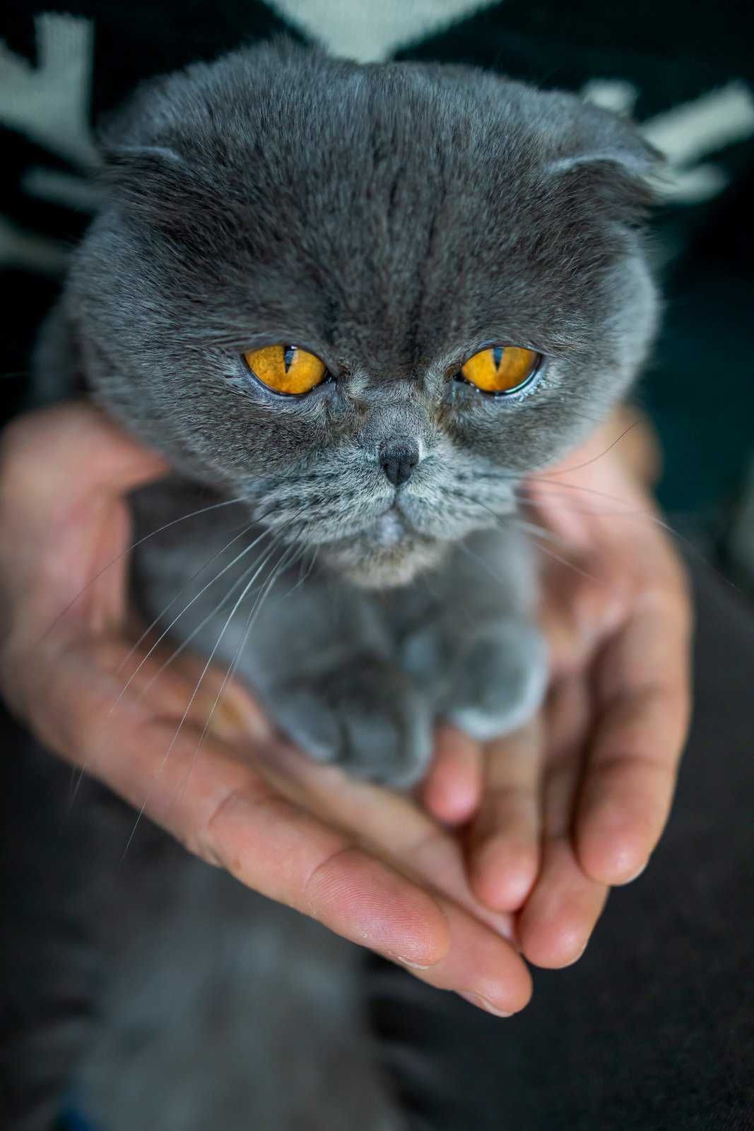 Шотландская кошка вислоухая по имени Маркиза.