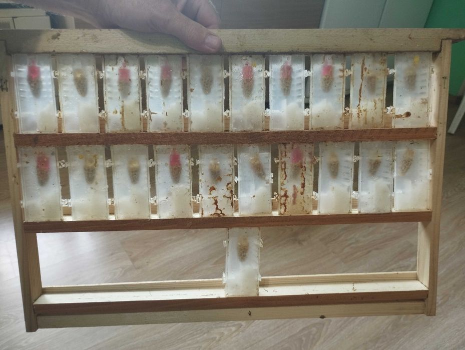 Бджільництво, матки Карніка F1