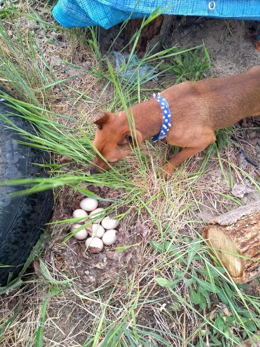 Цвергпинчер для вязки