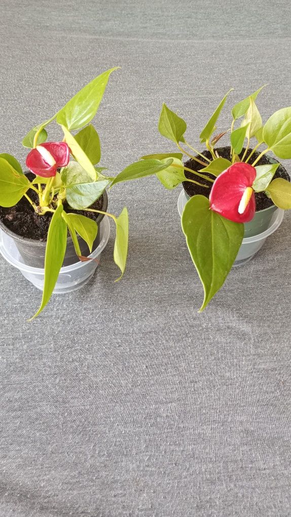 Sprzedam roślinę doniczkową - Anthurium.