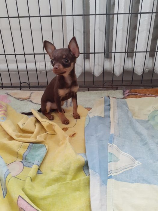 Щенки той терьера