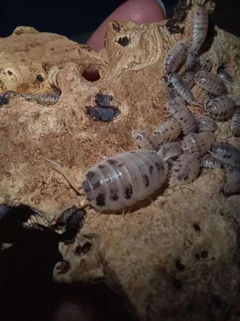 Porcellio laevis Dairy Cow