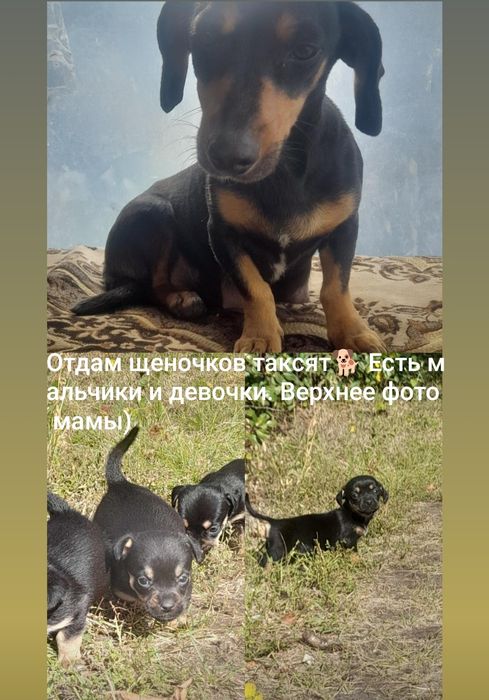 Отдам щеночков таксы