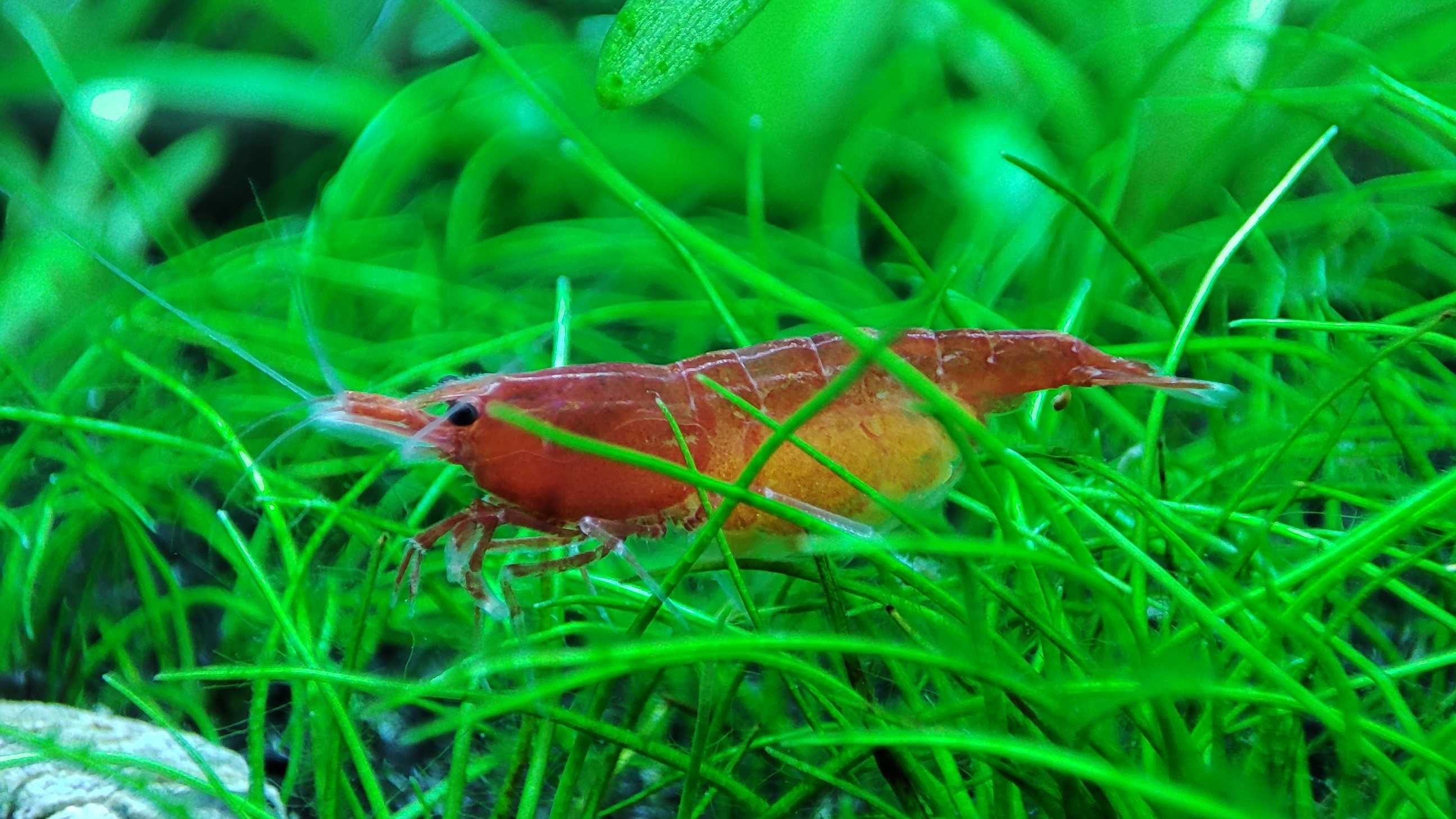 Krewetki Sakura Red (Neocaridina)