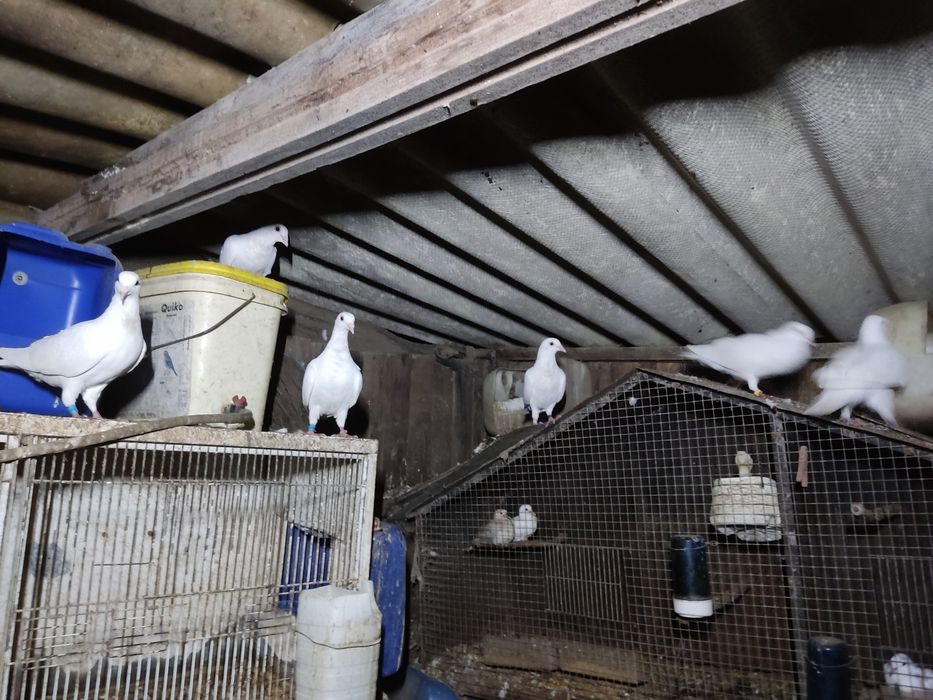 Alugo Pombos brancos