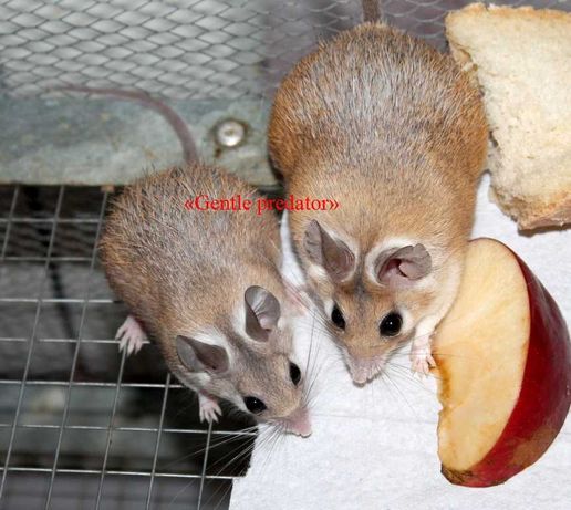 Очаровательные мышки Акомисы.