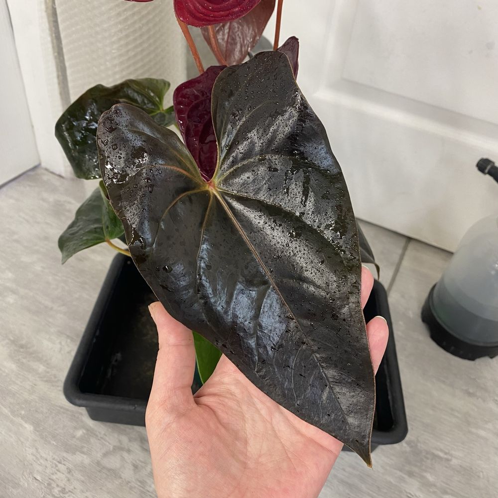 Антуріум Anthurium Delicata