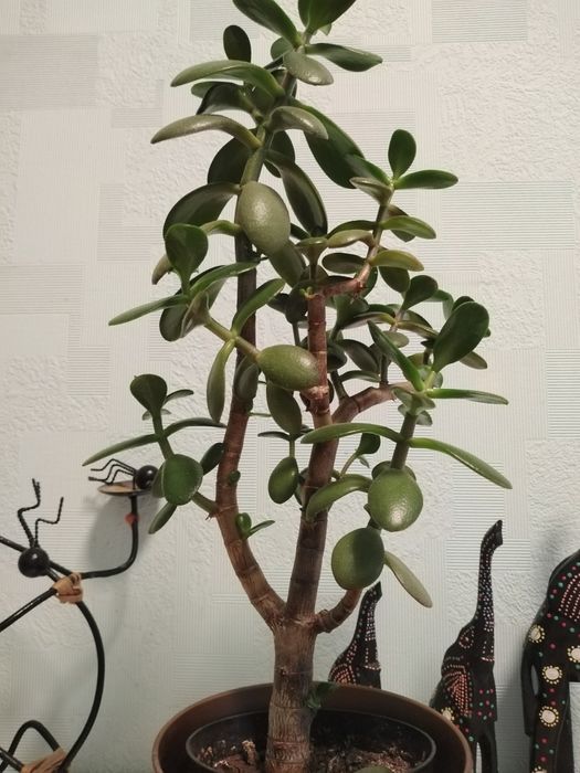 Крассула, Толстянка, Денежное дерево