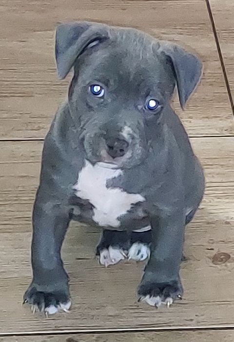 American staffordshire terier Amstaff Blue