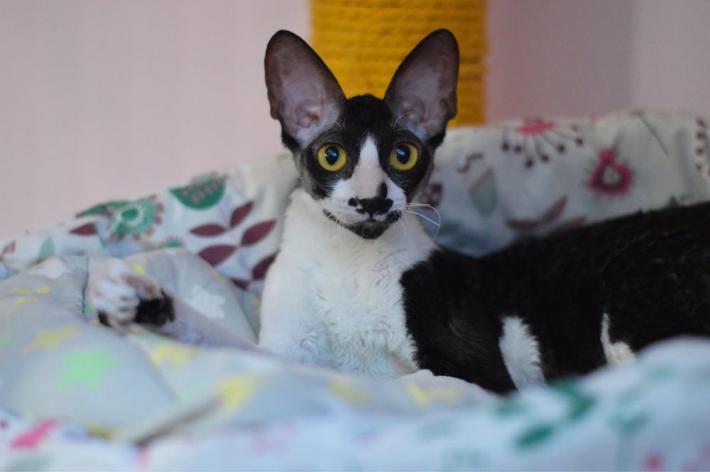 Cornish Rex- wspaniała Koteczka Jeynes