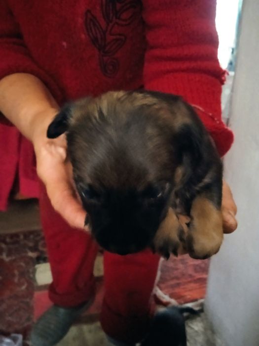 Отдадим щенков в хорошие руки