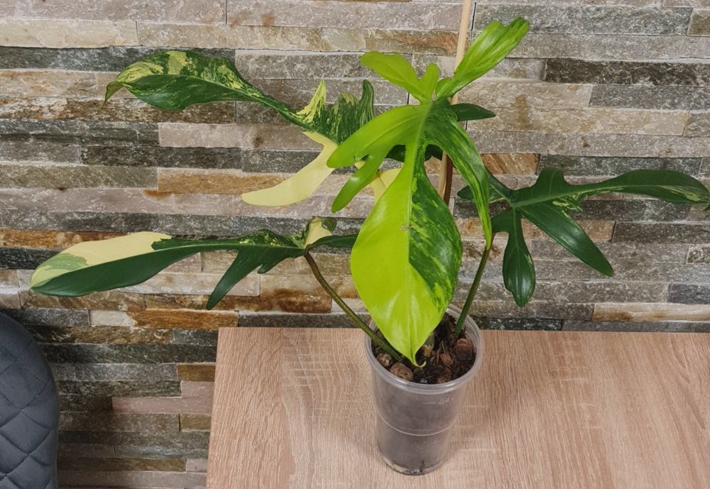 Philodendron Florida Beauty variegata,40cm