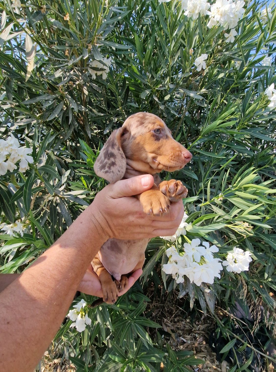 Teckel Choco Merle