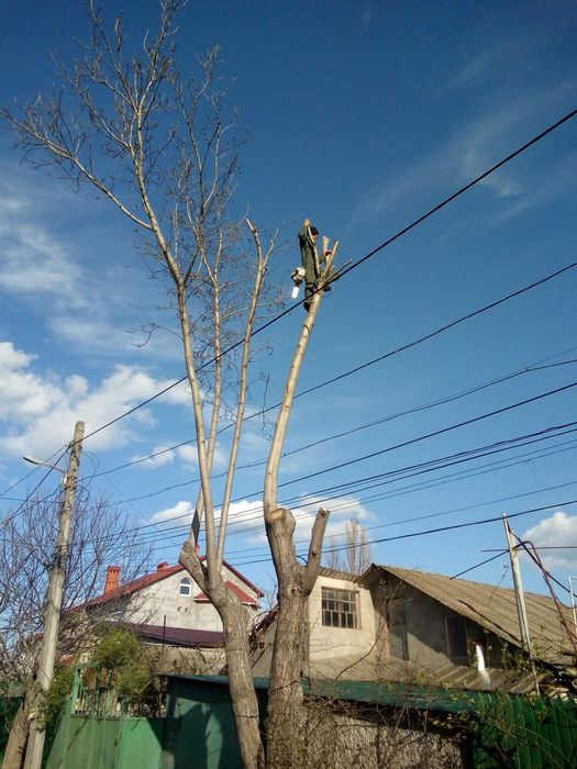 Спил и обрезка деревьев большой опыт, профессионально. Одесса