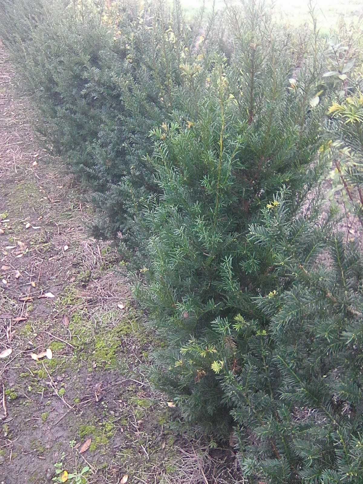 Cis żywopłotowy Hicksii, Hillii,Wojtek, Baccata od 50cm do 180cm