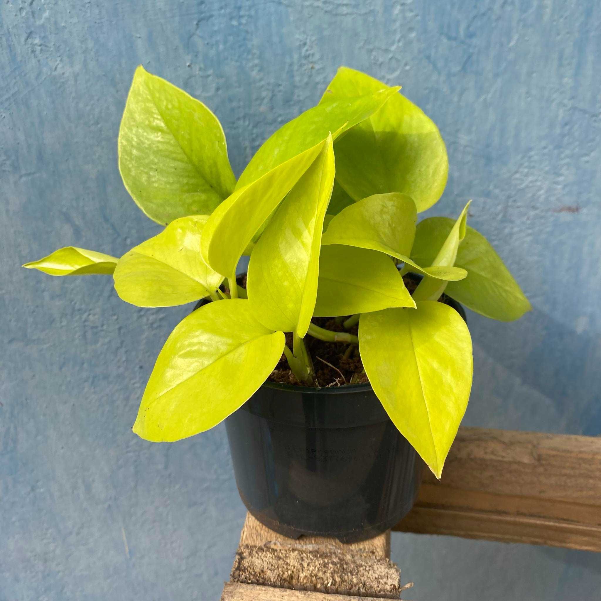 Epipremnum  ‘Golden Pothos’ pnącze limonkowe Ogrzewacz w cenie