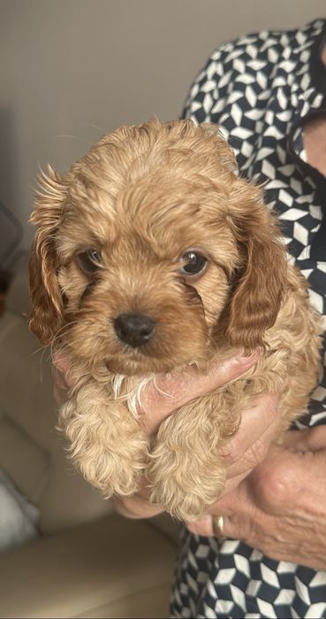 Cavapoo - samczyk Cavalier + Toy