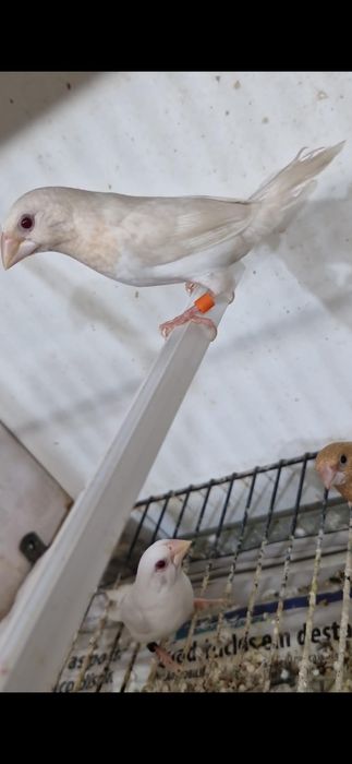 Bengalins de exposição a partir de 7:50 cada dependendo da mutação