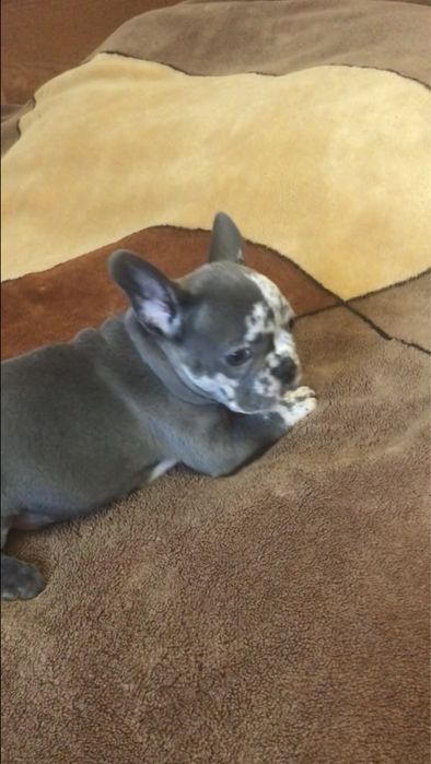 Французький бульдог, дівчинка.