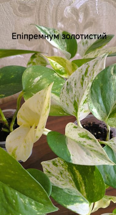 Епіпремнум золотистий і Неон кімнатні рослини ліани